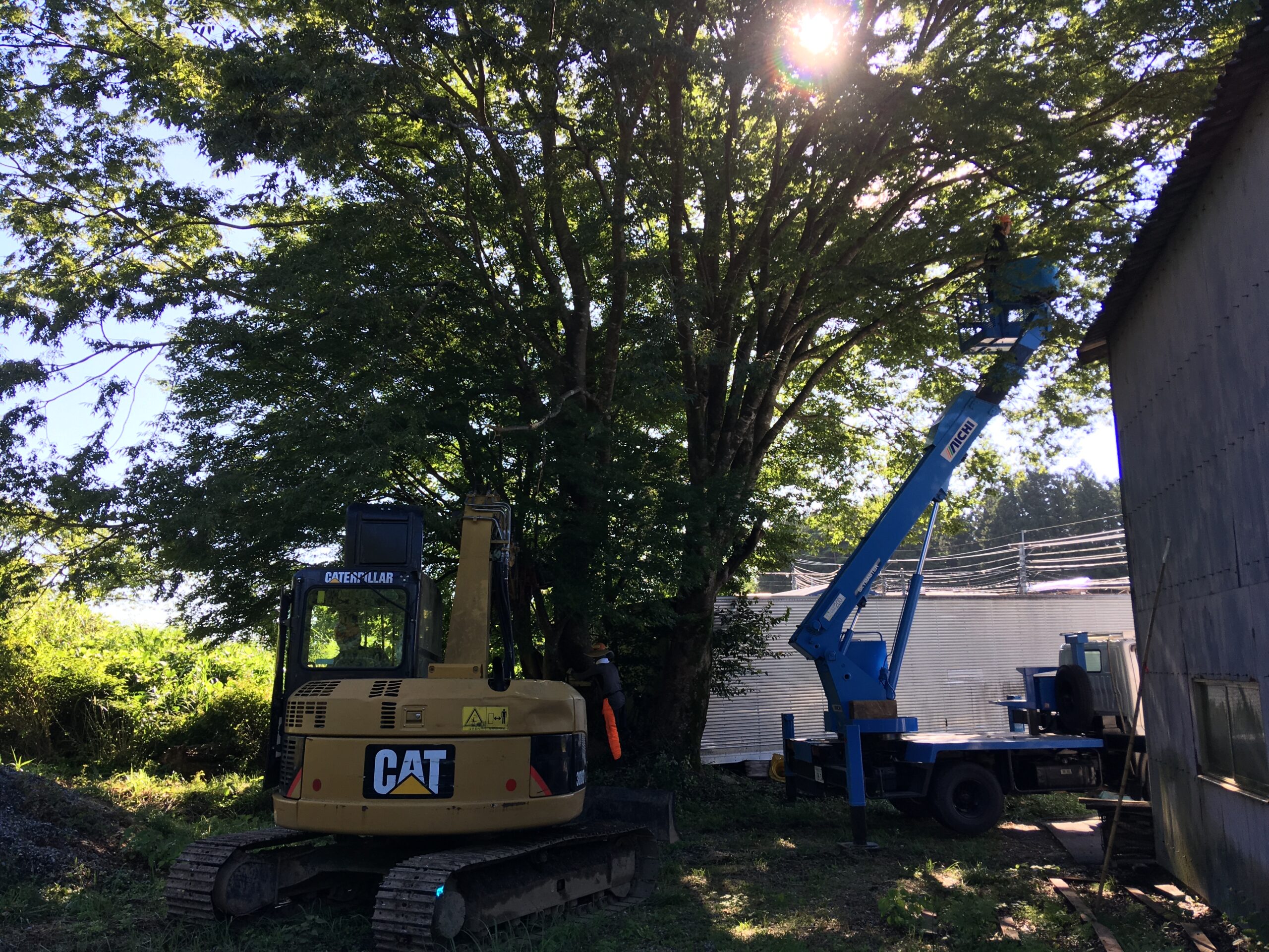 高所作業車での特殊伐採