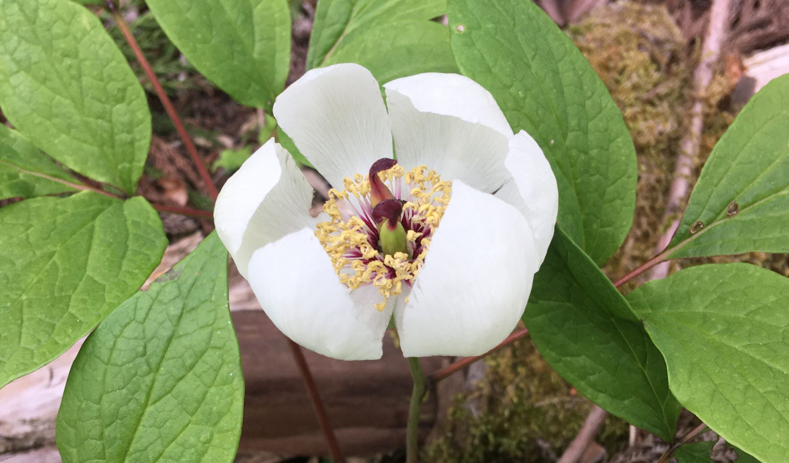春の山野草「ヤマシャクヤク」