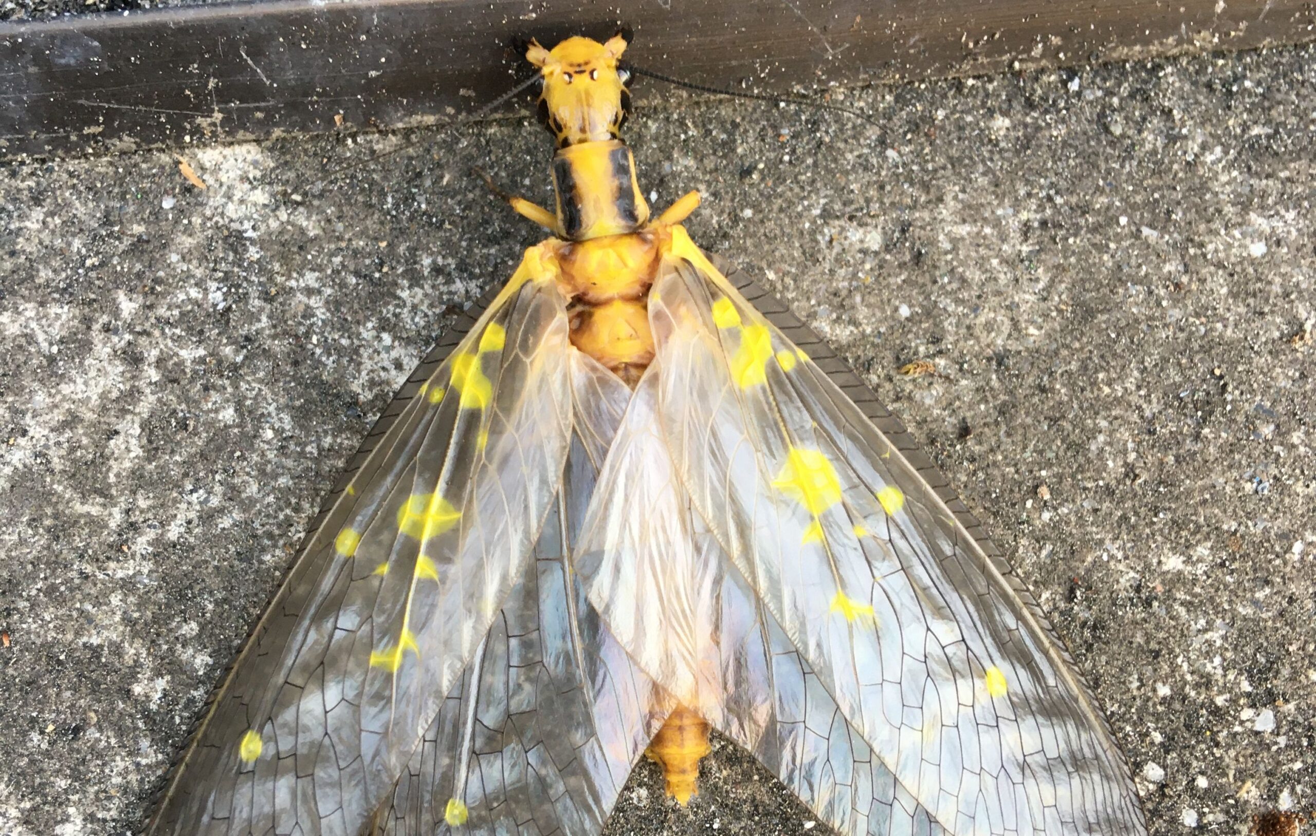 へびとんぼ